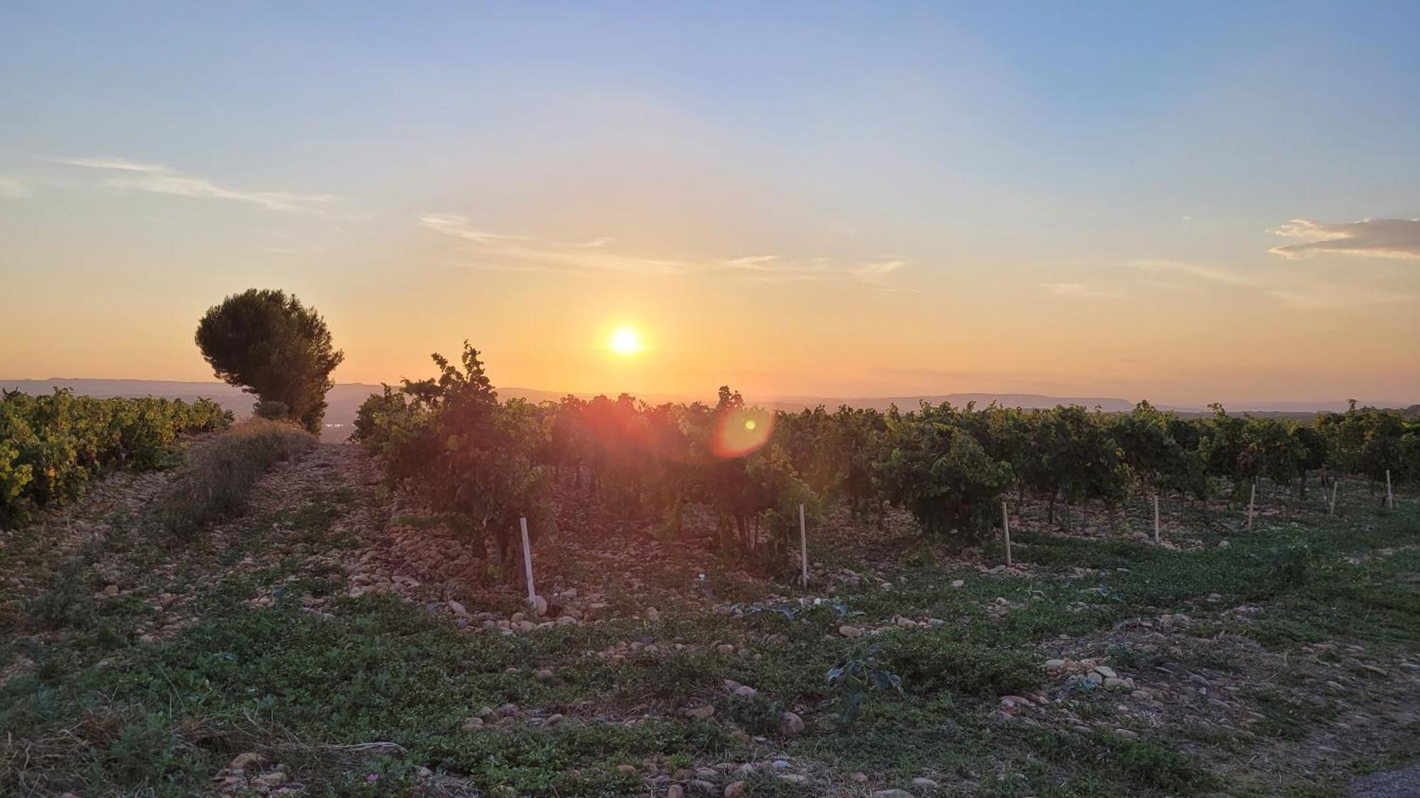 Le Willow Châteauneuf-du-Pape Εξωτερικό φωτογραφία