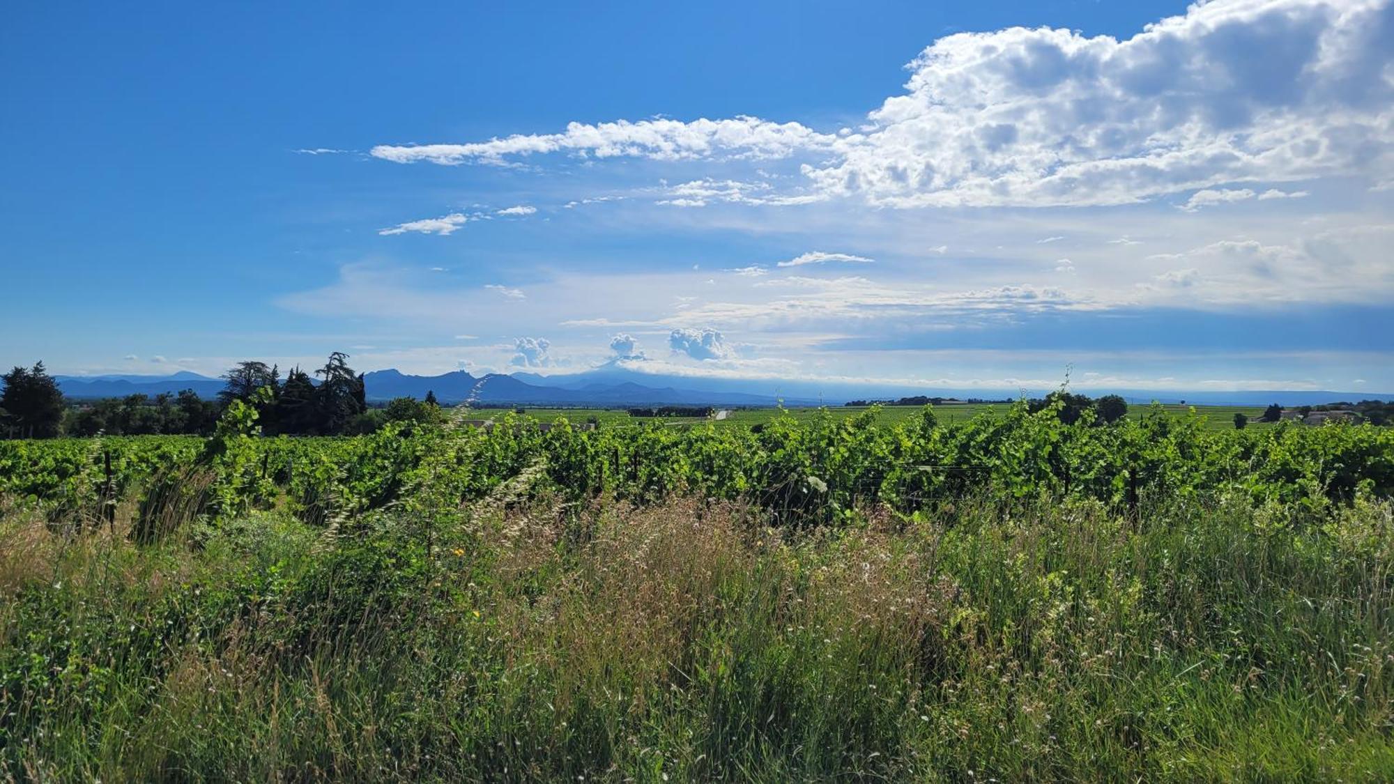 Le Willow Châteauneuf-du-Pape Εξωτερικό φωτογραφία